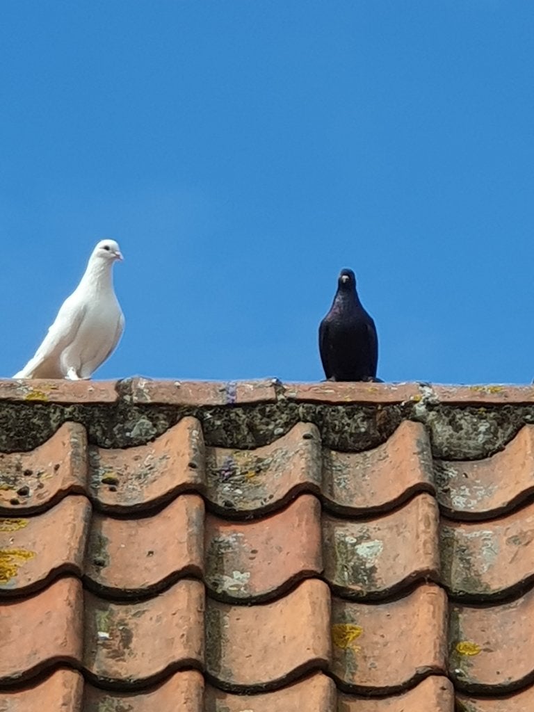 Pauwstaarten en zwarte huisduiven, Dieren en Toebehoren, Meerdere dieren, Overige soorten
