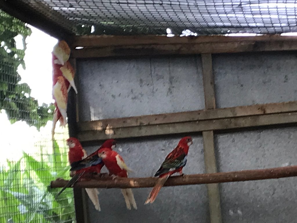 Parkieten, Dieren en Toebehoren, Parkiet