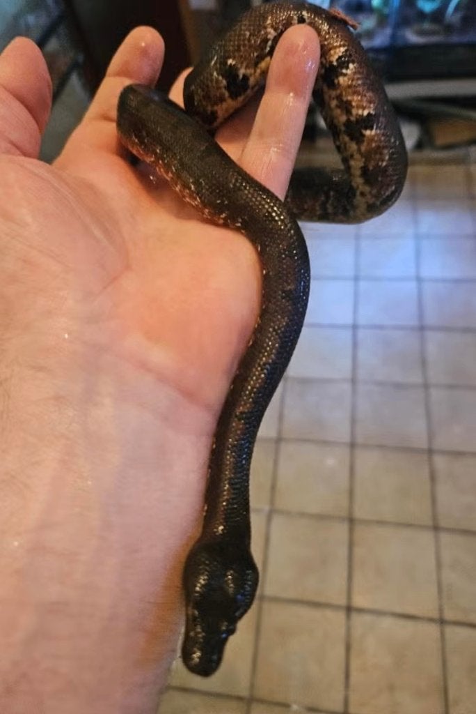 Couples Candoia paulsoni – Halmahera locality de 2024, Animaux & Accessoires, Serpent, 0 à 2 ans