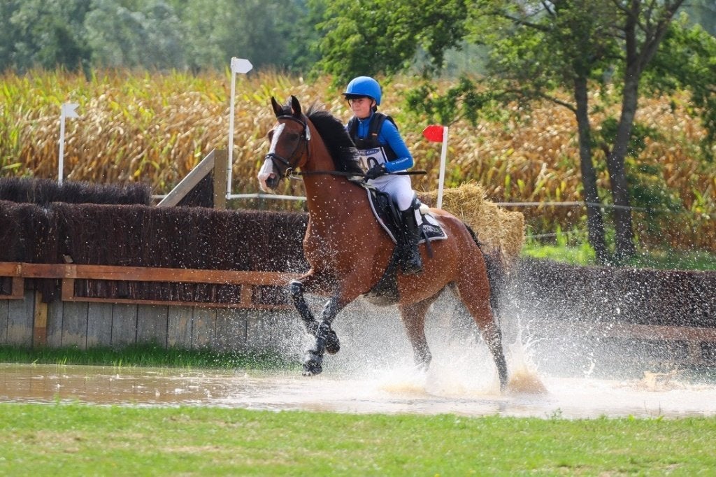 Royal Pavanna – fokmerrie met sportachtergrond, Animaux & Accessoires, Jument