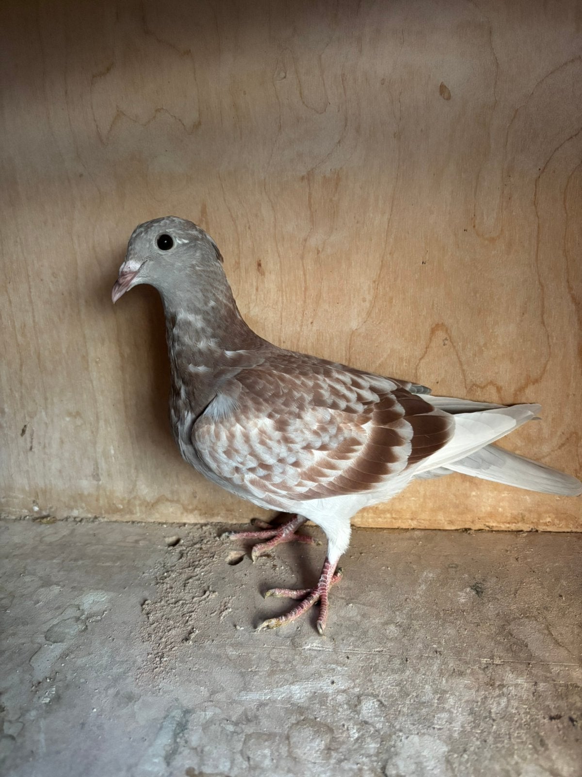 mooi jong uit de kwekers, Dieren en Toebehoren, Geslacht onbekend, Postduif