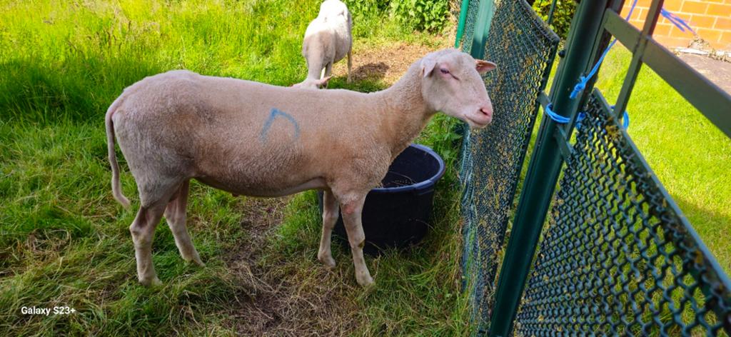 Bélier reproducteur de moutons belges, Animaux & Accessoires, Février, Mâle