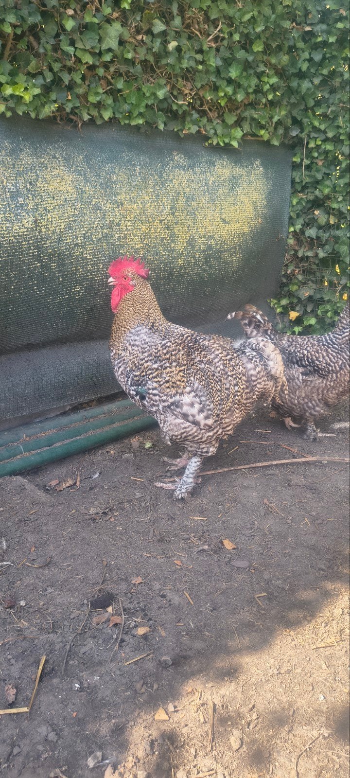 Haan Mechelse koekoek, Dieren en Toebehoren