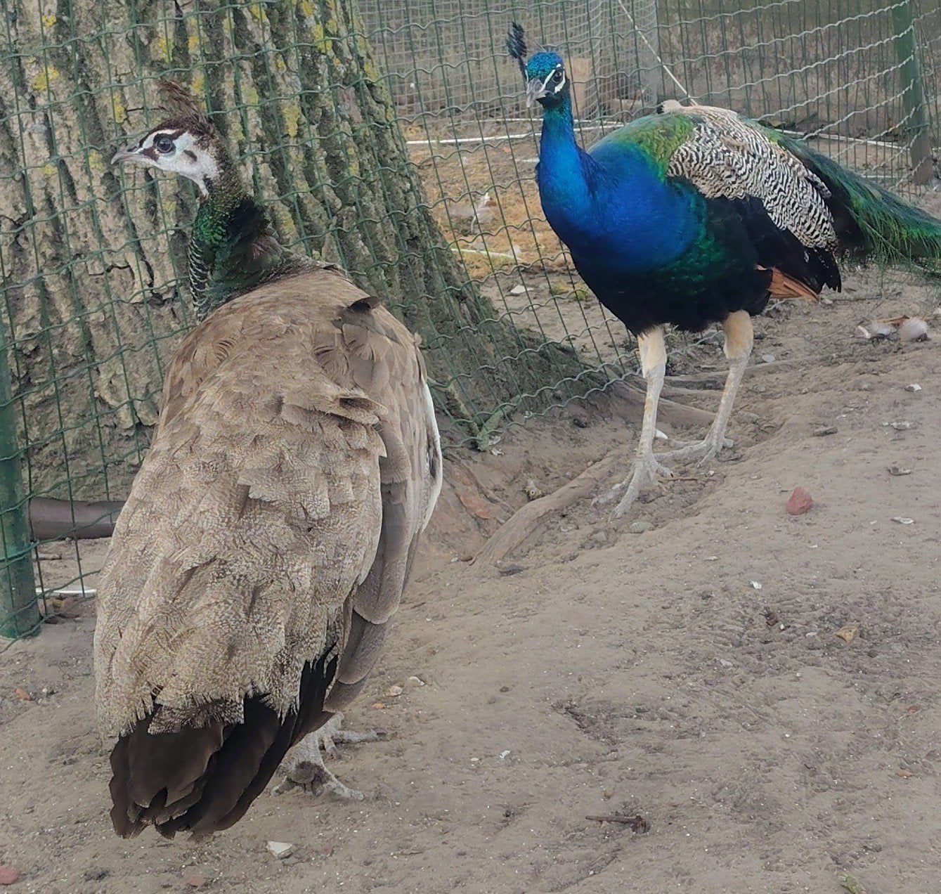 Pauwen koppel, Dieren en Toebehoren, Meerdere dieren, Overige soorten