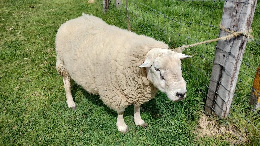 Franse texel schapenram te koop, Dieren en Toebehoren, Mannelijk, Schaap, 6 jaar of ouder