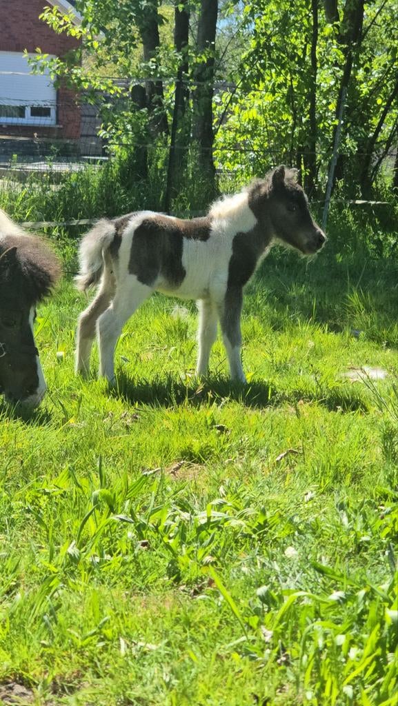Prachtig AMHA hengstje miniatuurpaardje, Dieren en Toebehoren