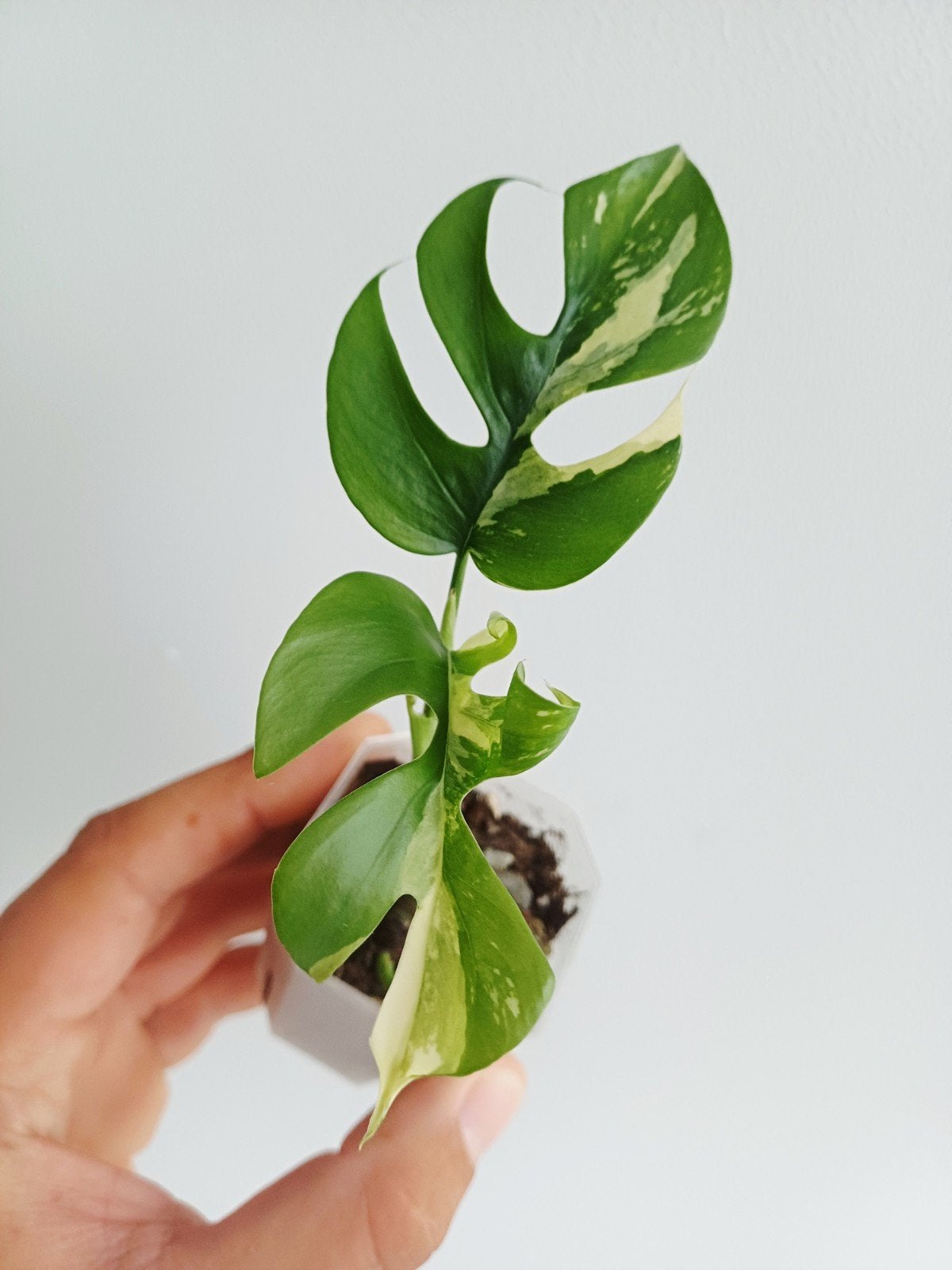 Rhaphidophora Tetrasperma Albo variegata, Overige soorten, In pot, Minder dan 100 cm, Groene kamerplant