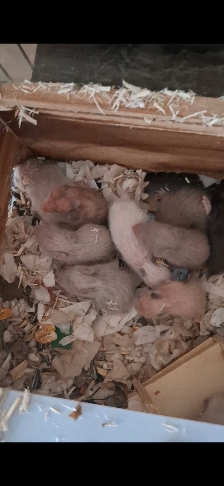 Hamster doré, hamster syrien, Animaux & Accessoires, Mai, Plusieurs animaux, Hamster