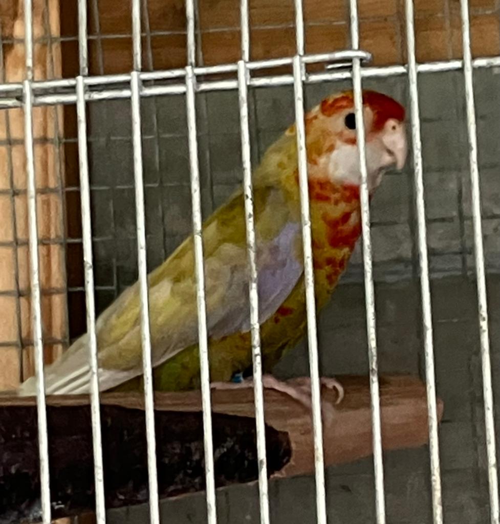 Rosella mutatie pop te koop, Dieren en Toebehoren, Vrouwelijk, Parkiet, Geringd