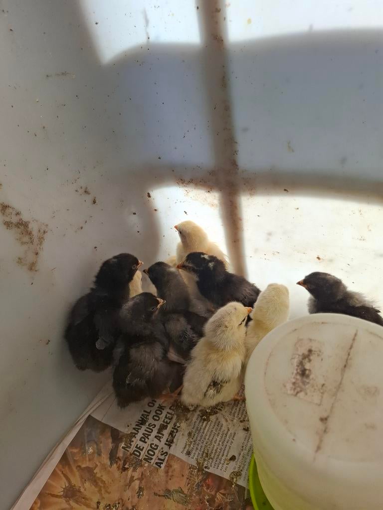 Kuikens te koop van legkippen