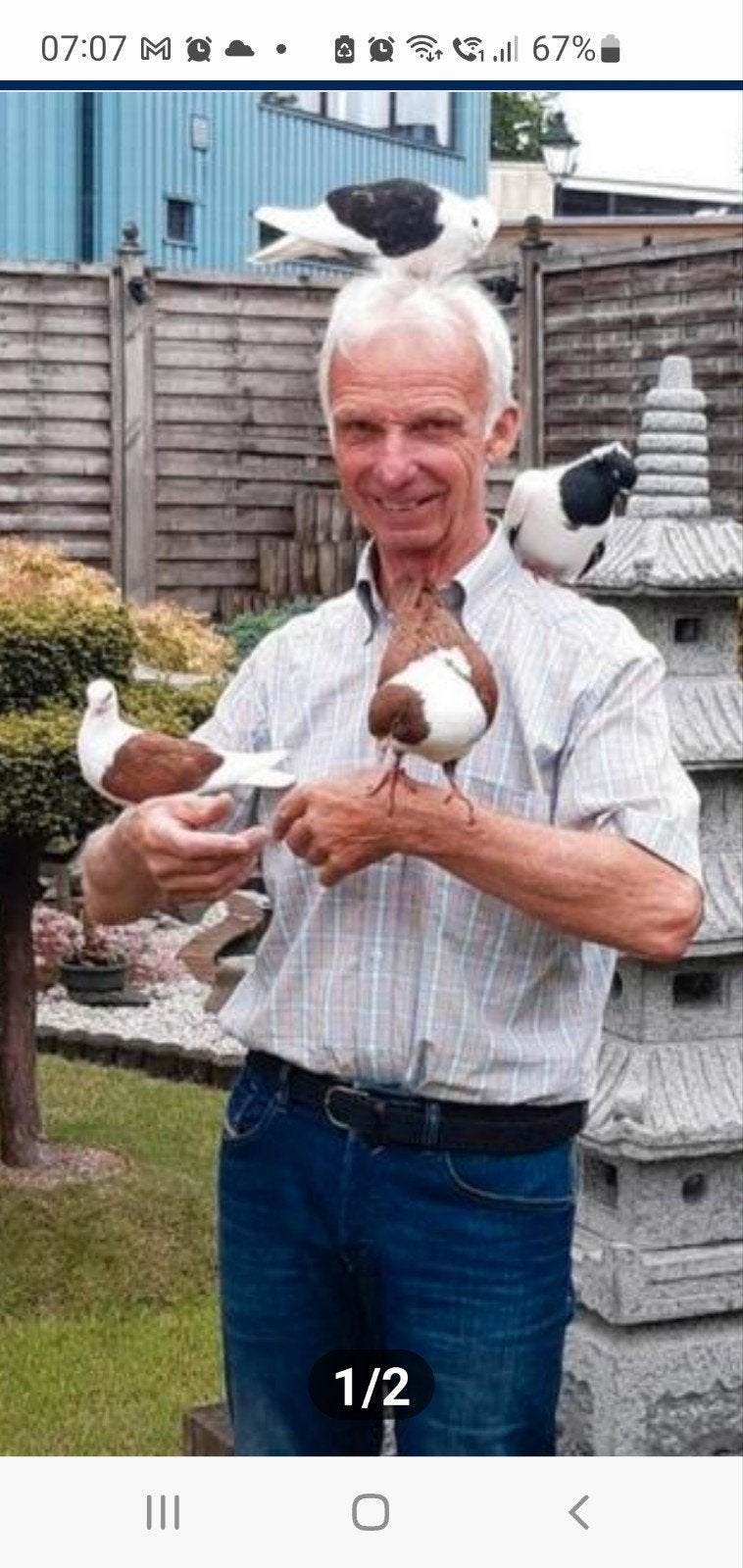 sierduiven, Dieren en Toebehoren