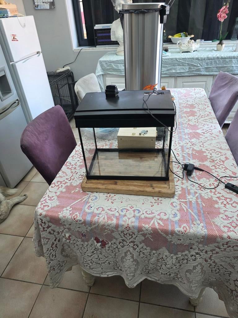 Kleine aquarium, Dieren en Toebehoren, Vis, Zoetwatervis