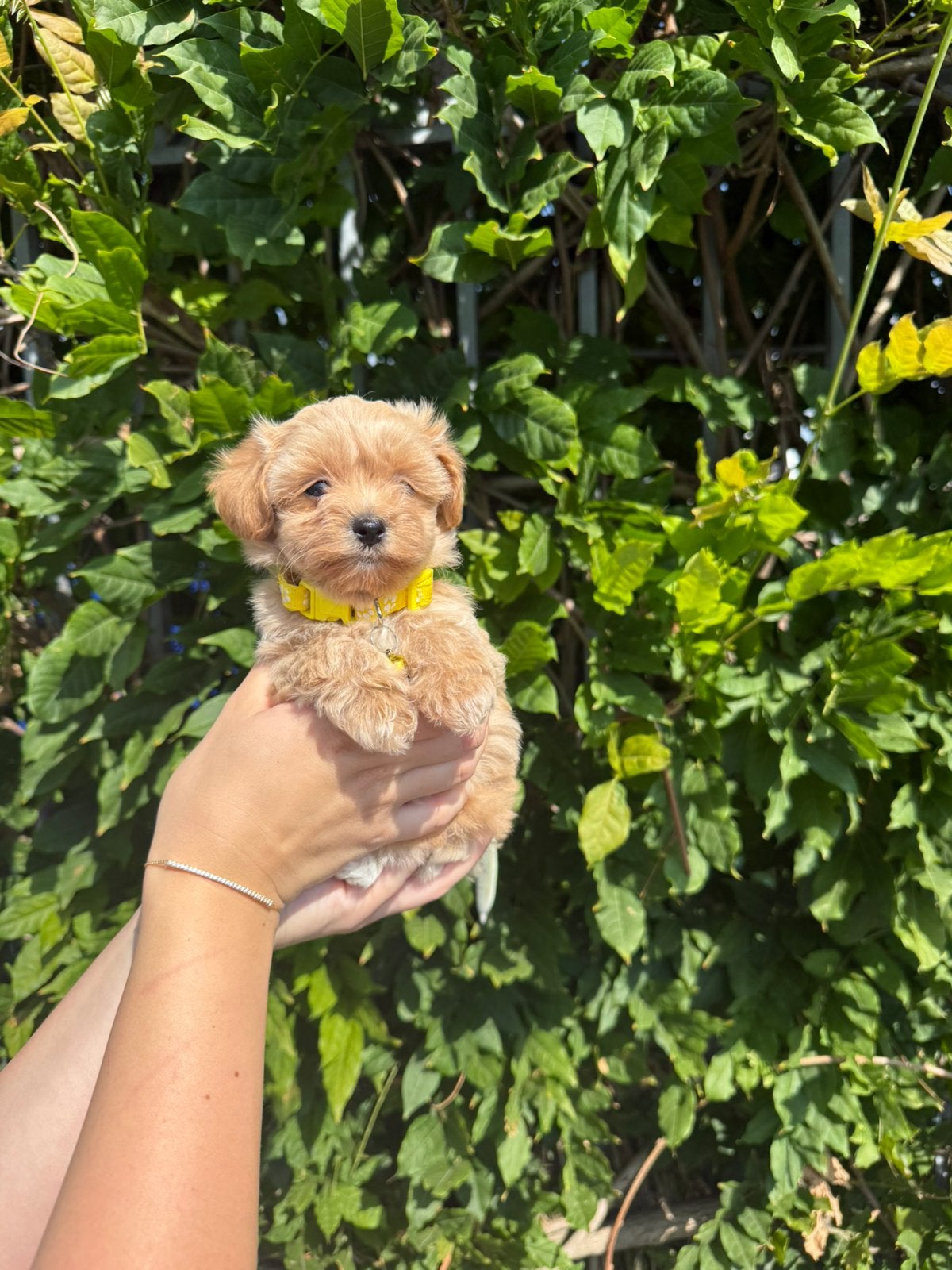 Prachtige mini maltipoo pups, Dieren en Toebehoren, Honden | Chihuahua's en Gezelschapshonden, België, Overige rassen, CDV (hondenziekte)