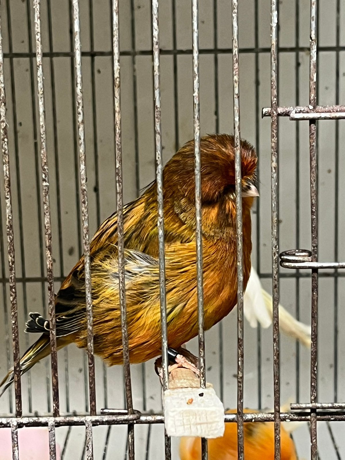 Canaries  Norwich, Animaux & Accessoires, Plusieurs animaux, Canari de posture