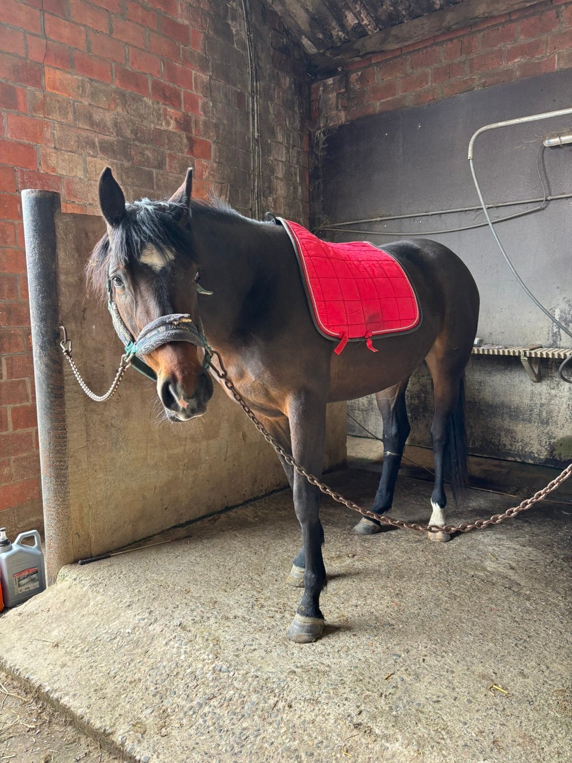 Recreatie paard Relha ♥️, Dieren en Toebehoren, Paarden, Merrie, Minder dan 160 cm, Met stamboom, Zadelmak