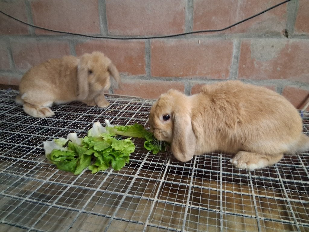 Nederlandsen hangoor, Dieren en Toebehoren, Konijnen, Mannelijk, Dwerg, Hangoor, 0 tot 2 jaar