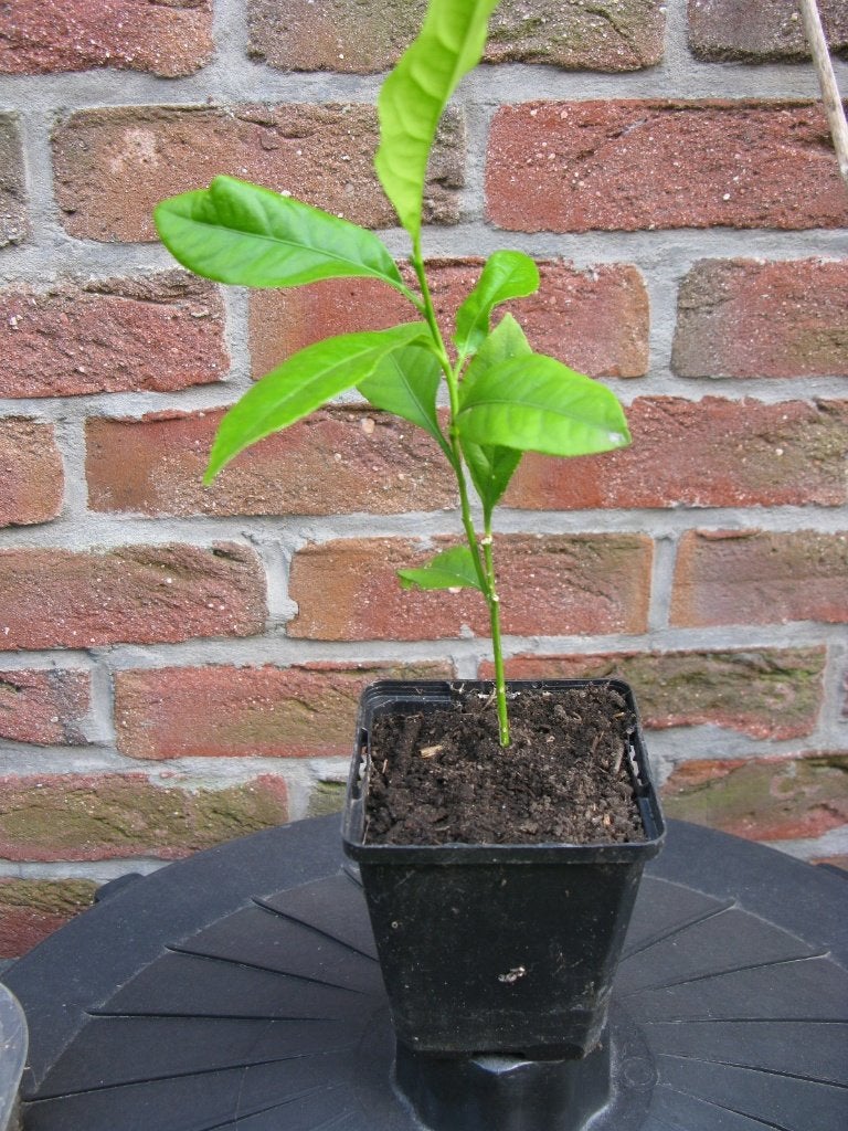 Jeune citronnier, Jardin & Terrasse, Citronnier, En pot, Plein soleil, Enlèvement