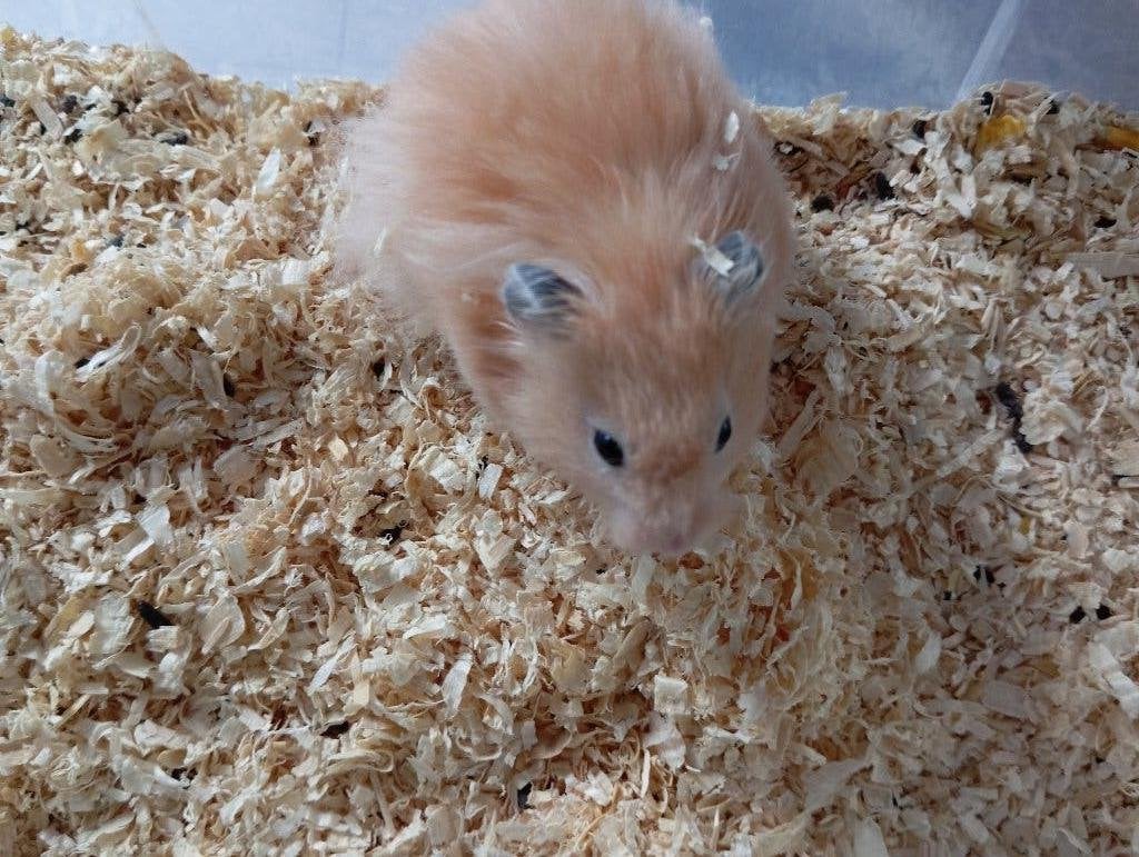 Mannelijke goudhamster, Hamster, Mâle, Février, Domestique