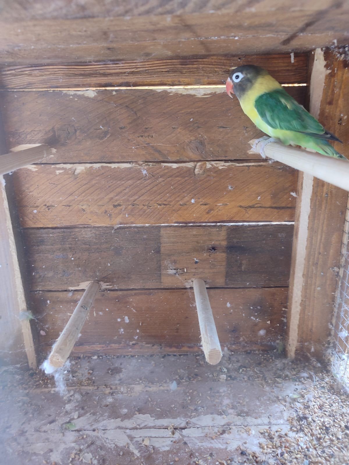 Personata (agapornis)
