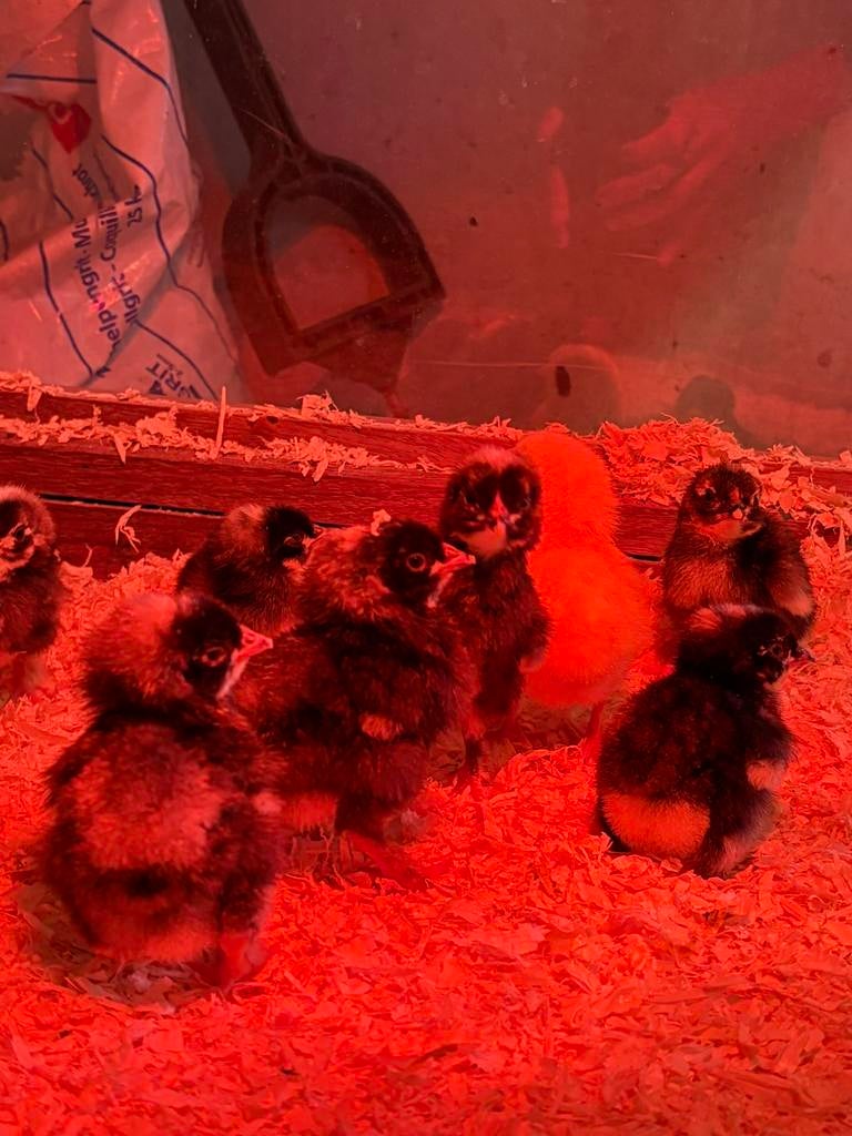 Mechelse koekoek eendagskuikens, Dieren en Toebehoren, Pluimvee