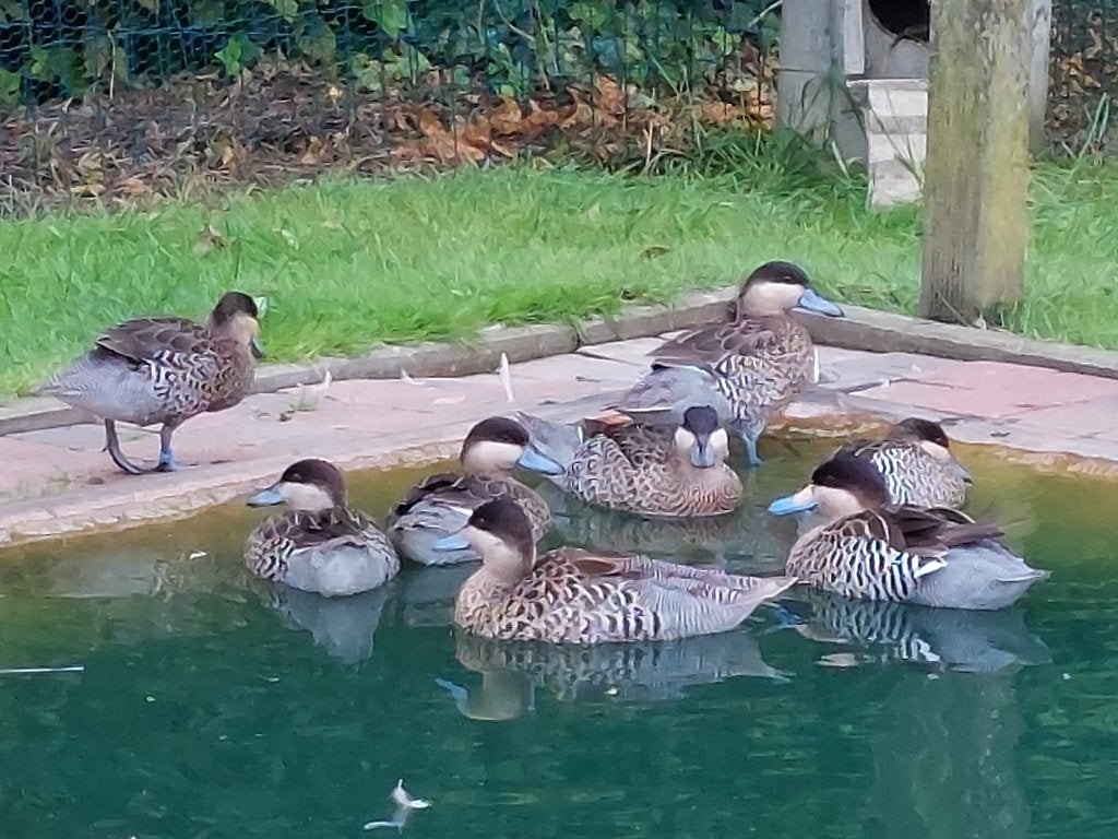 Siereenden: versicolortaling, zilver bahamapijlstaarteenden, Dieren en Toebehoren, Pluimvee, Meerdere dieren, Eend
