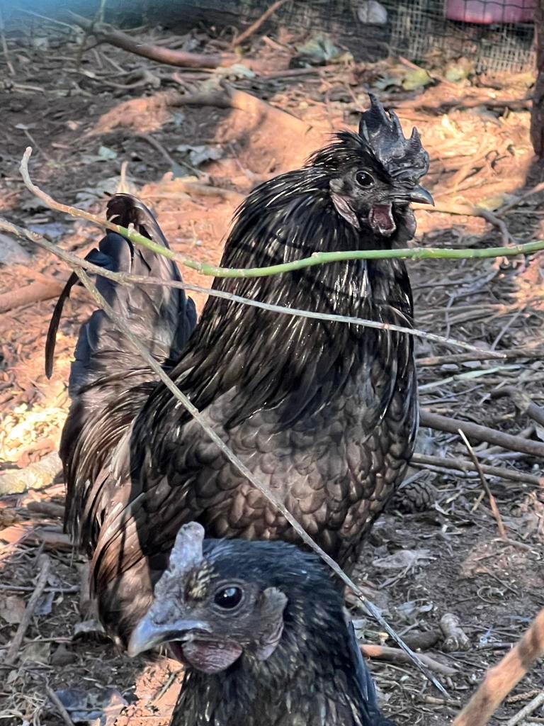Haan ayam cemani x zijdehoen, Dieren en Toebehoren
