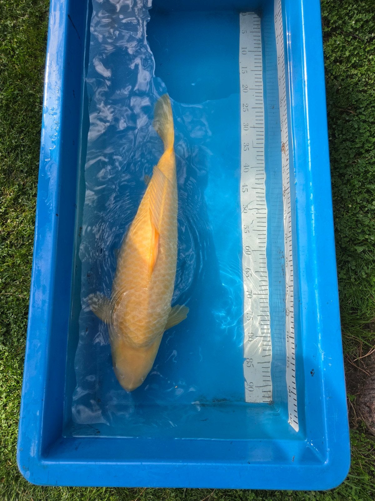 Zeer mooie 3 jarige Karashigoi 60-65cm, Dieren en Toebehoren