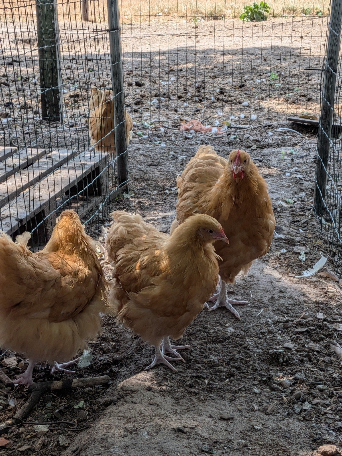 Legkippen, Dieren en Toebehoren, Pluimvee