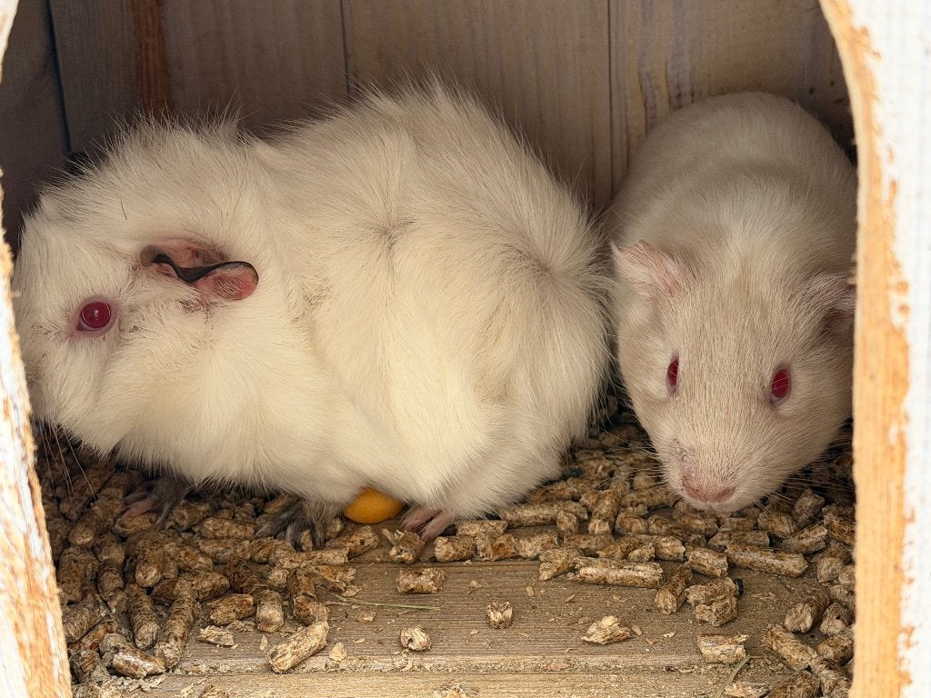 2 cavia(meisjes)met kooi en hun schuilplaats, Ophalen, Nieuw, Hout
