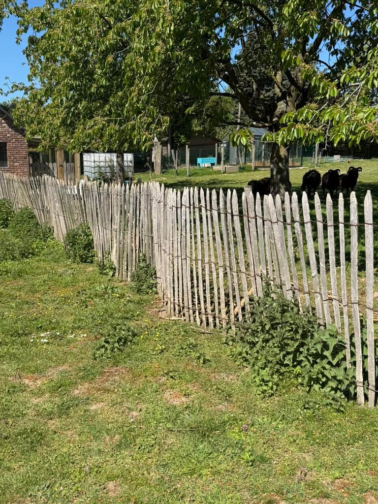 Kastanje omheining / schapendraad, Tuin en Terras, Ophalen, Gebruikt, Hout