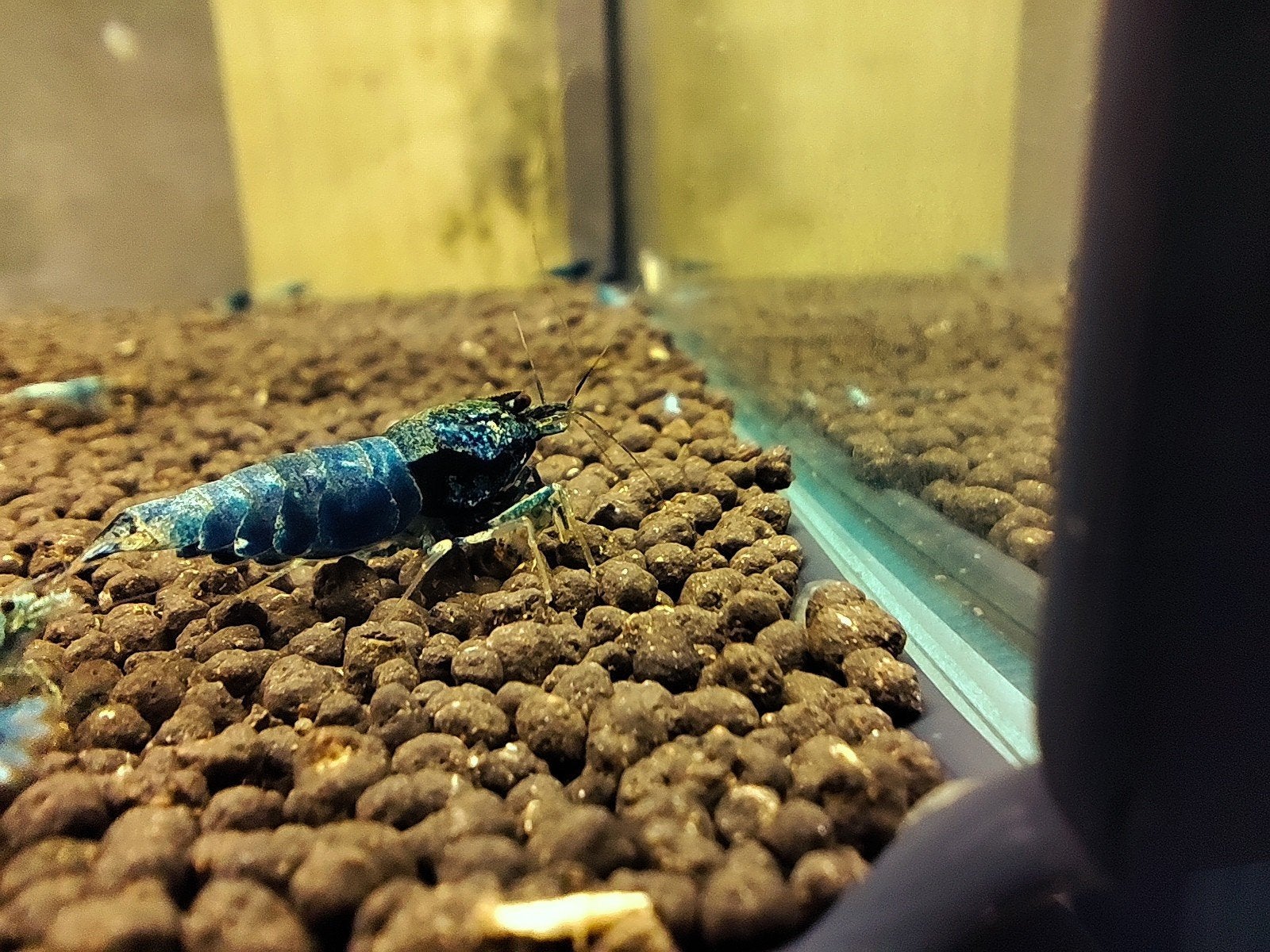 crevettes caridina blue bolt deep, Enlèvement ou Envoi