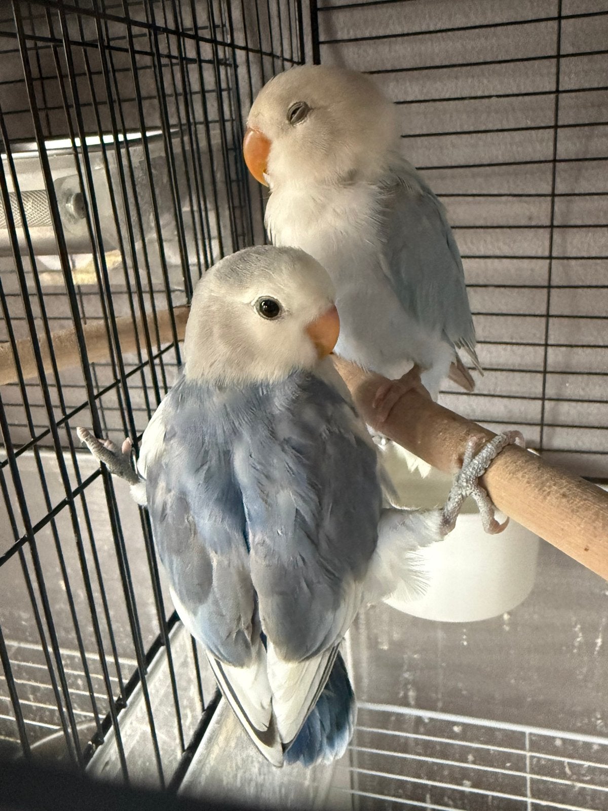 Baby’s roseicolli, Meerdere dieren, Dwergpapegaai of Agapornis