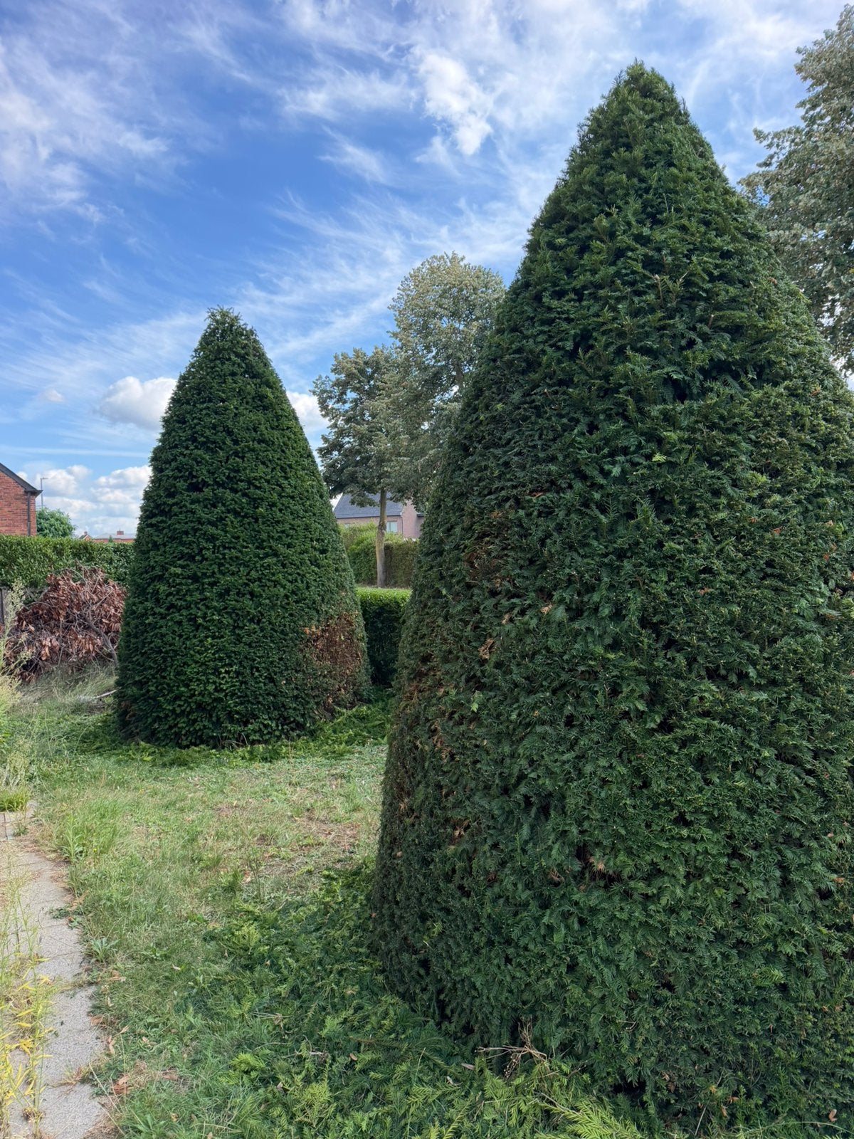 Taxus kegelvorm, Jardin & Terrasse, Enlèvement, 250 à 400 cm