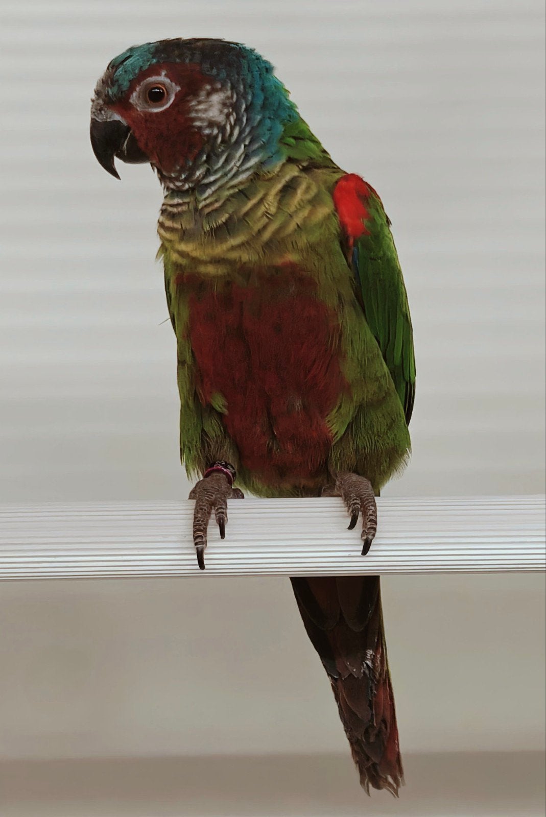 Pyrrhura emma koppel, Plusieurs animaux, Perruche, Bagué