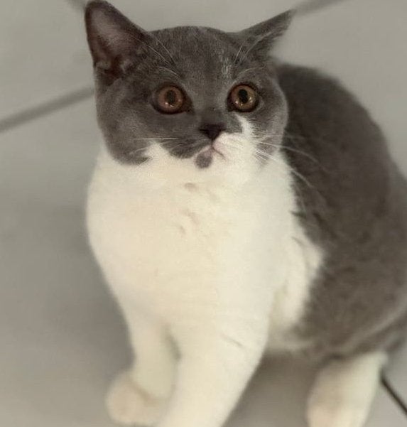 Prachtige Britse Korthaar - nog 2 poesjes met Stamboom, Poes, Met stamboom, 0 tot 2 jaar