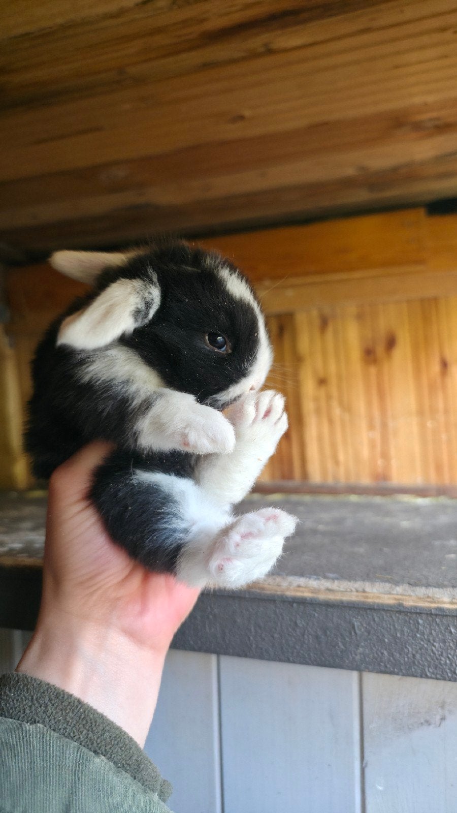konijntjes zoeken een liefdevol huisje, Dieren en Toebehoren, Hangoor