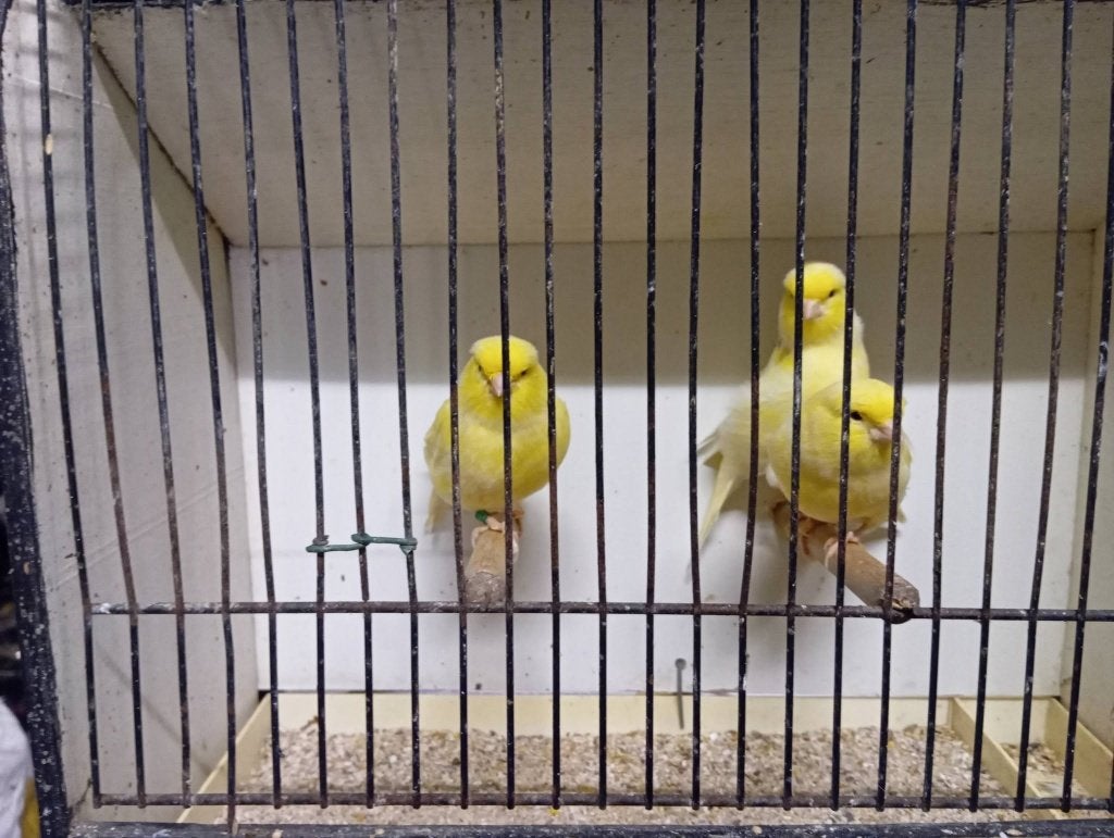 3 gele glosters consort 2026, Dieren en Toebehoren