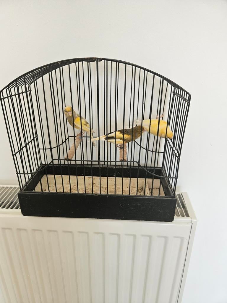 Man Kanaris Raza Espagnol, Dieren en Toebehoren, Vogels | Kanaries