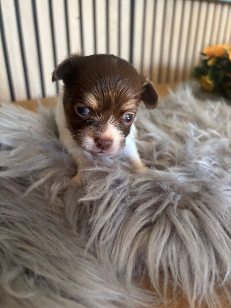 Chihuahua pups langhaar, Dieren en Toebehoren, België, Fokker | Hobbymatig, CDV (hondenziekte), 8 tot 15 weken