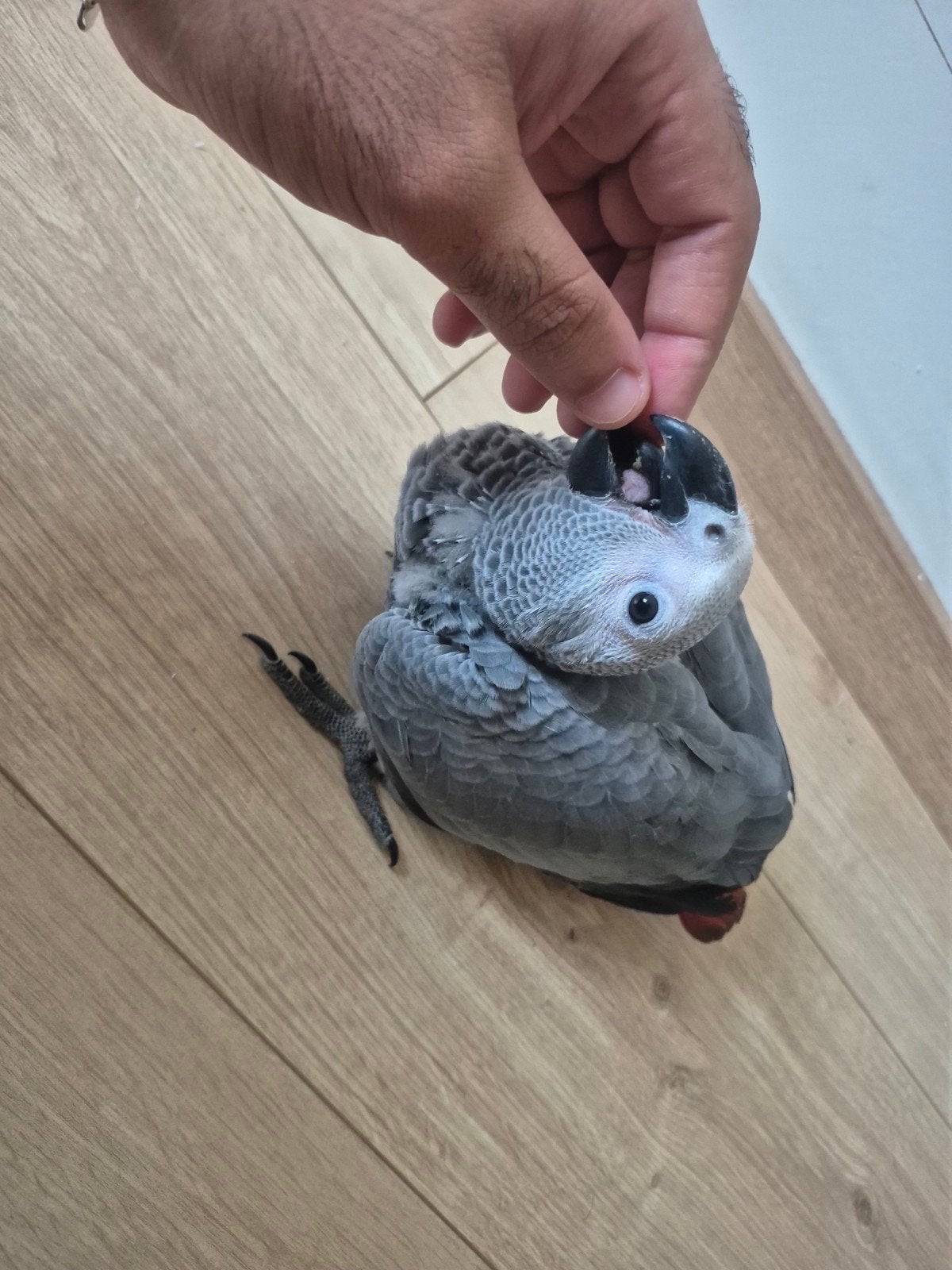 Grijzeroodstaart papegaai, Dieren en Toebehoren, Papegaai, Geringd