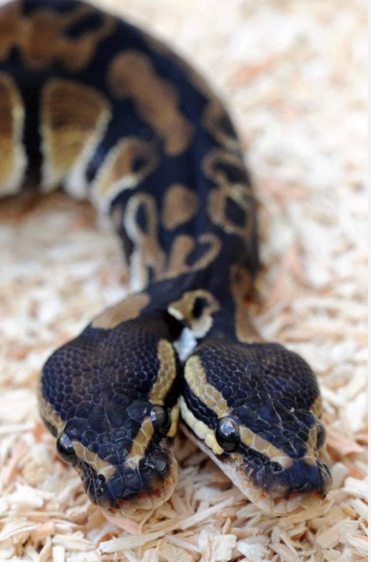 À la recherche de reptiles morts