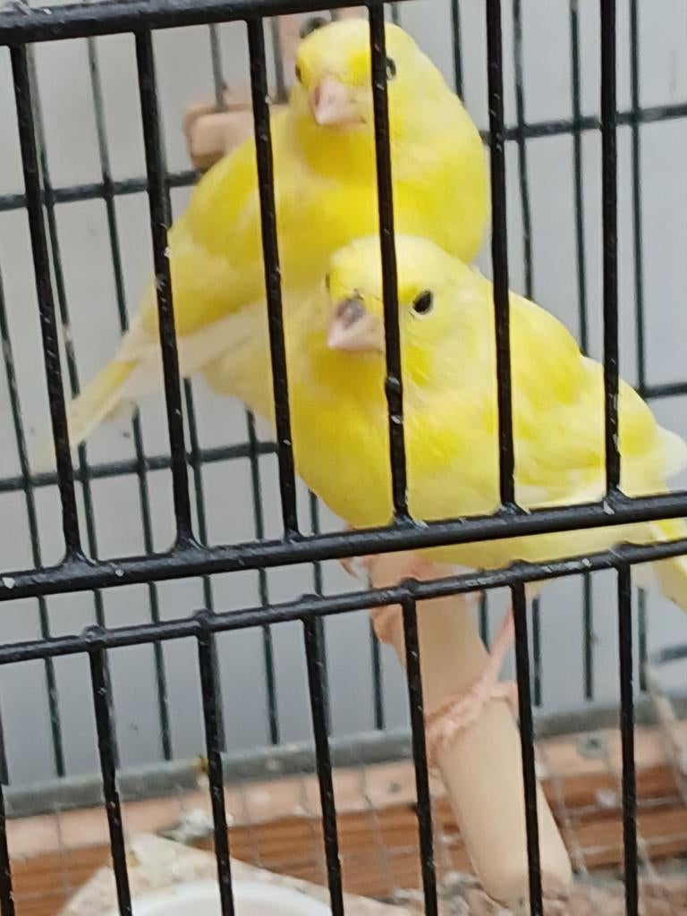 Jonge kanaries 2026, Dieren en Toebehoren, Vogels | Kanaries, Meerdere dieren, Zangkanarie