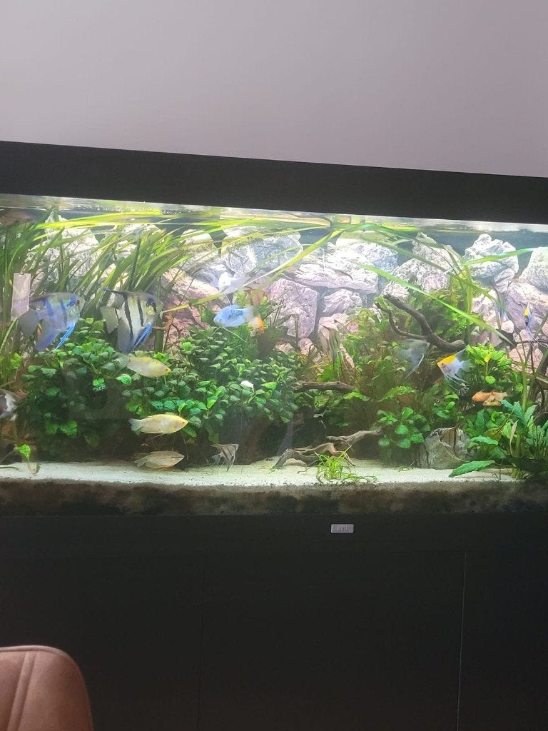 Anubia/maanvisse /gourami, Poisson d'eau douce