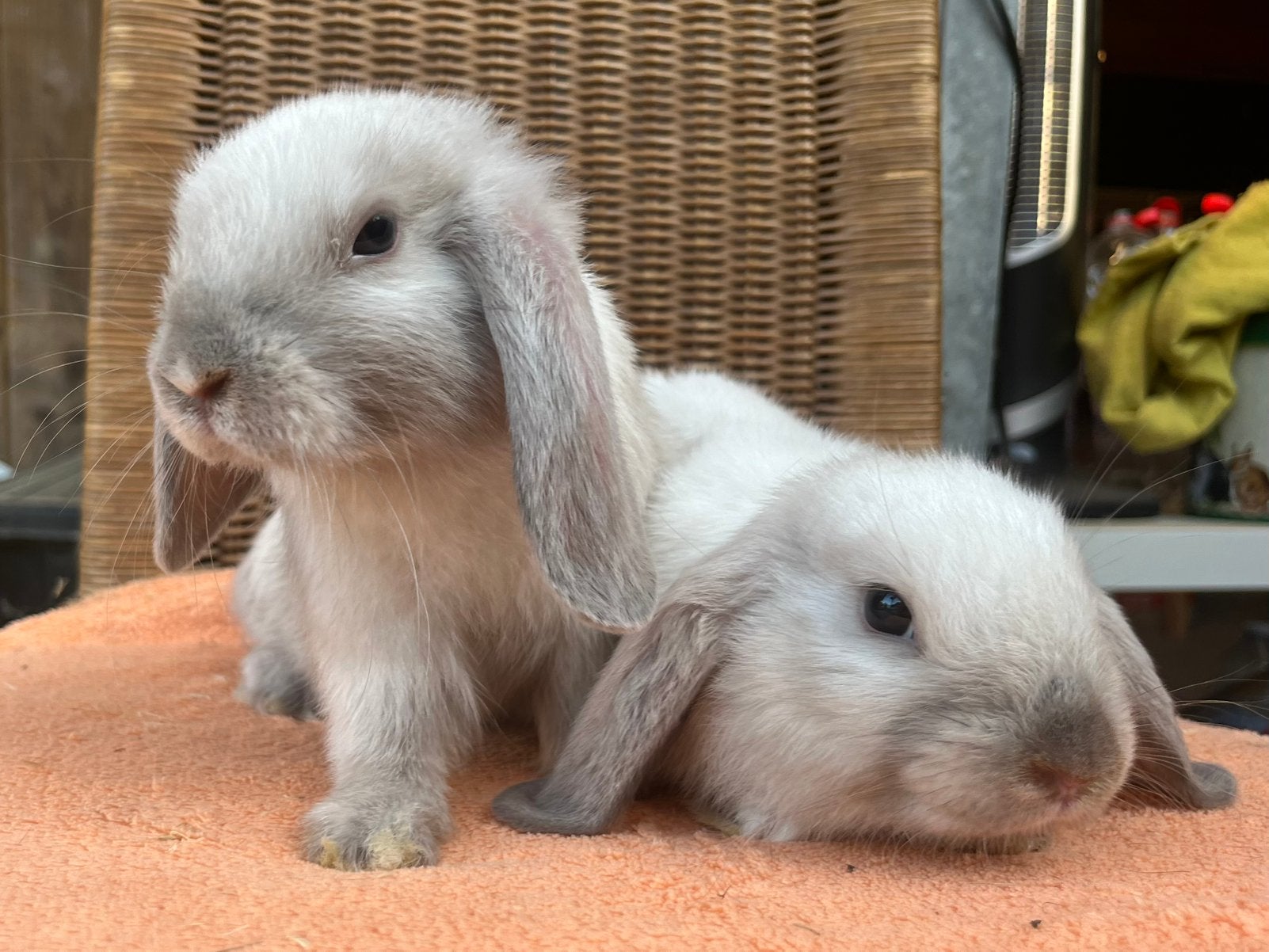 Nederlands dwerghangoor konijntjes, Animaux & Accessoires, Lapins, Nain, Mâle, 0 à 2 ans, Oreilles tombantes