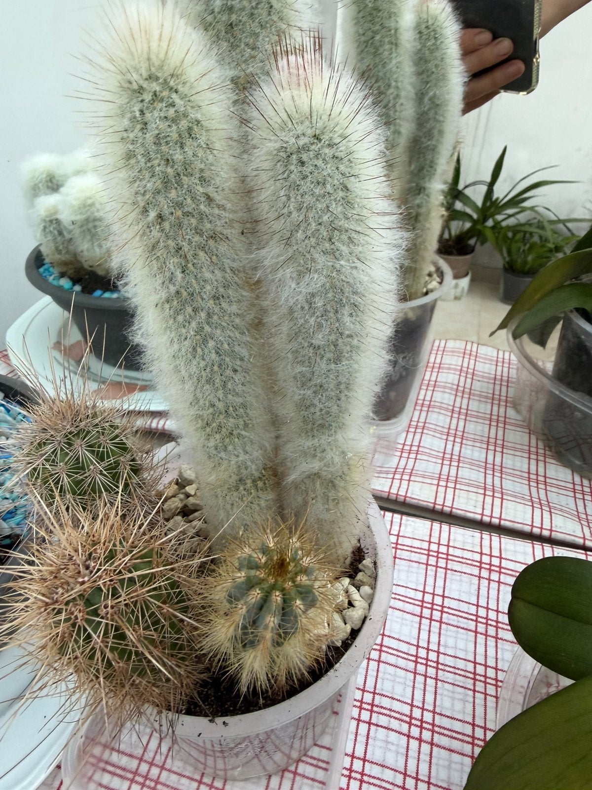 Kaktus, Maison & Meubles, Plantes d'intérieur, Enlèvement