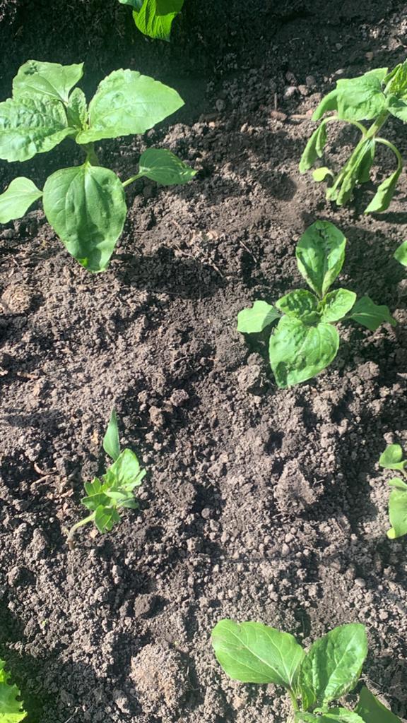 Zonnebloem planten uit volle grond, Tuin en Terras, Ophalen