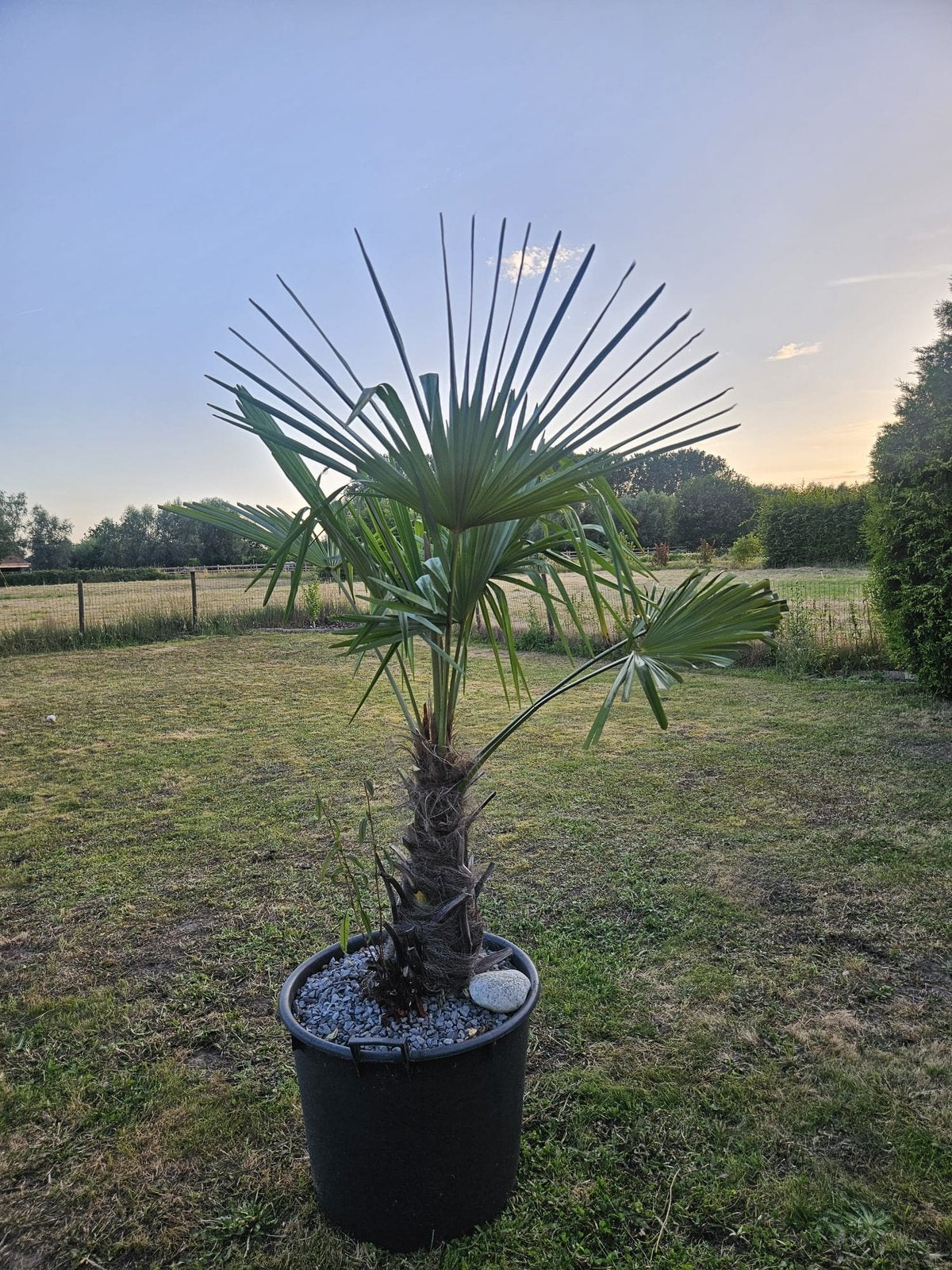 Waaierpalm met kuip, Tuin en Terras, Planten | Tuinplanten, Ophalen