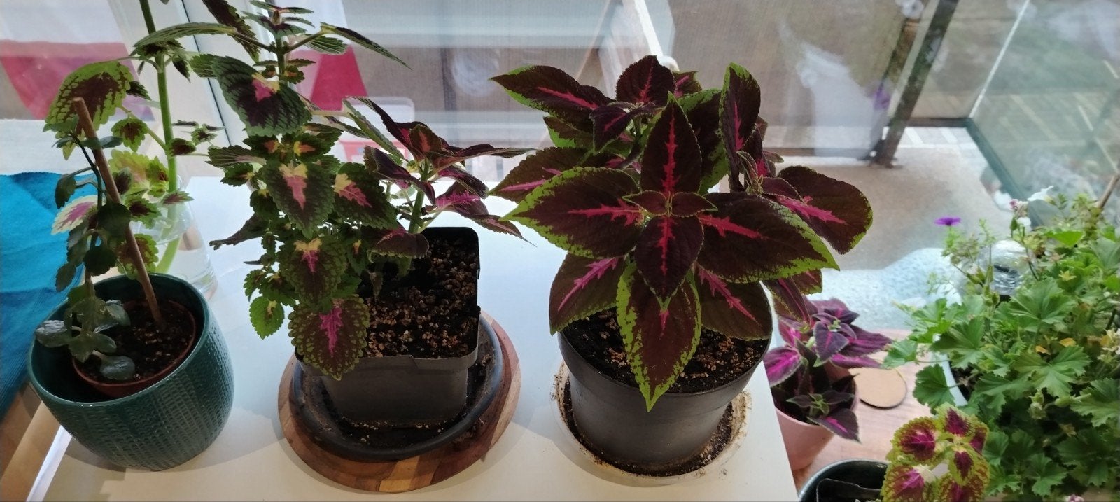 Plantes - boutures _ jeunes Coleus en pot., Jardin & Terrasse, Enlèvement ou Envoi, Mi-ombre