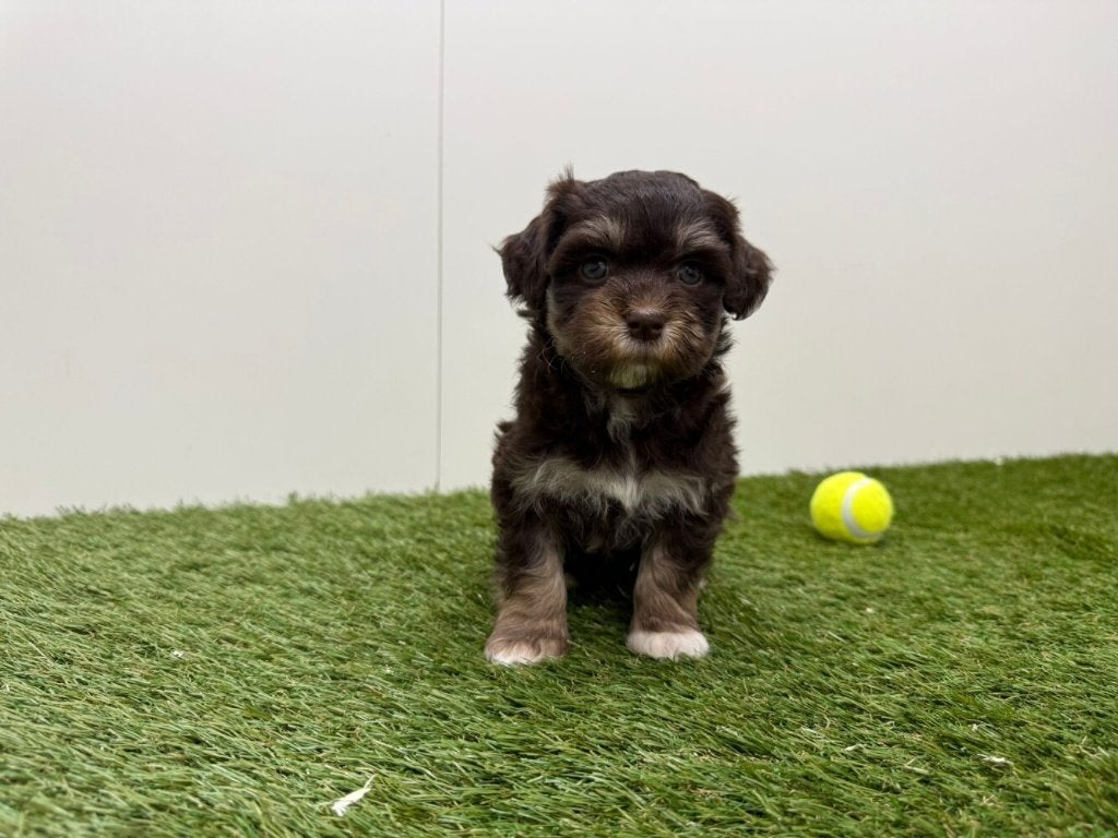 Nestje Havanezer pups