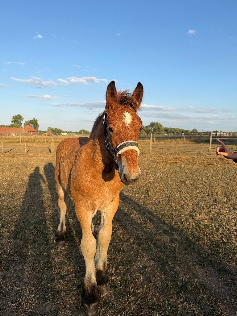 paarden, Dieren en Toebehoren, Paarden, Minder dan 160 cm, Met stamboom, Niet van toepassing, 0 tot 2 jaar